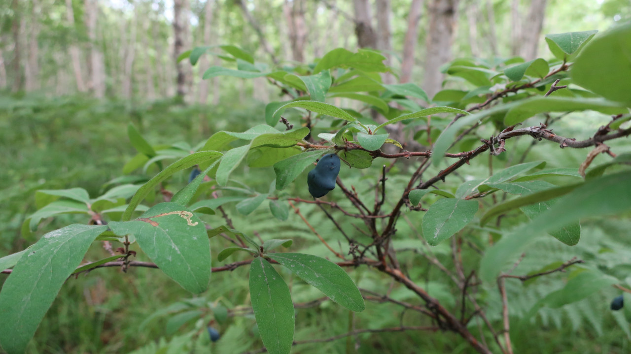 Изображение особи Lonicera caerulea.