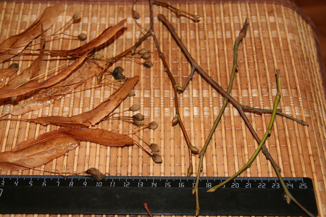 Image of Tilia platyphyllos specimen.