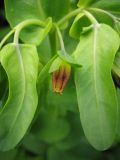 Cerinthe glabra подвид caucasica