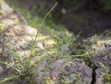 Juncus nastanthus