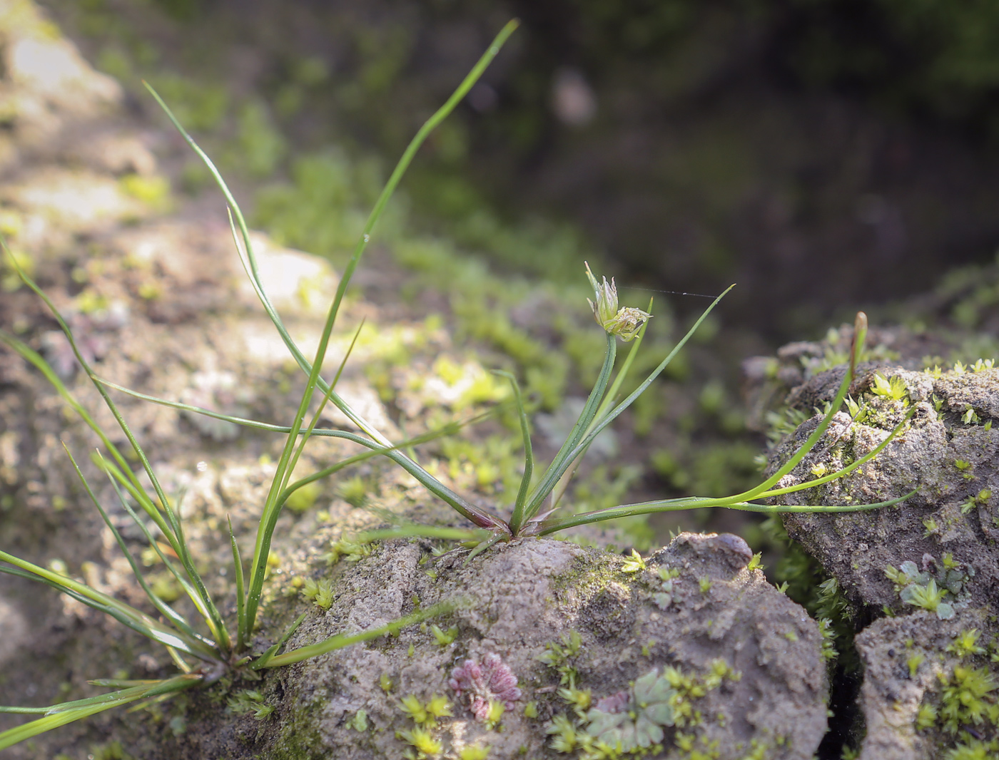 Image of Juncus nastanthus specimen.