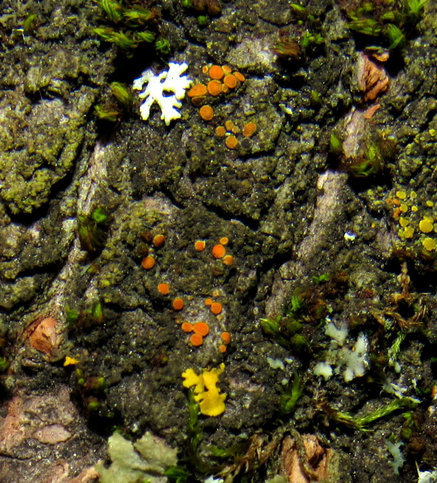Image of Caloplaca ferruginea specimen.