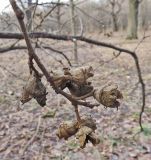 Hamamelis virginiana