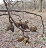 Hamamelis virginiana. Покоящаяся ветвь с прошлогодними соплодиями. Москва, ГБС РАН. 05.04.2017.