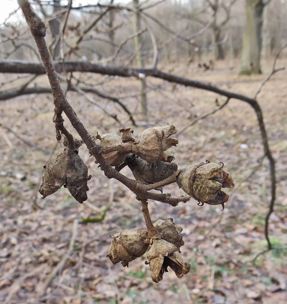 Изображение особи Hamamelis virginiana.