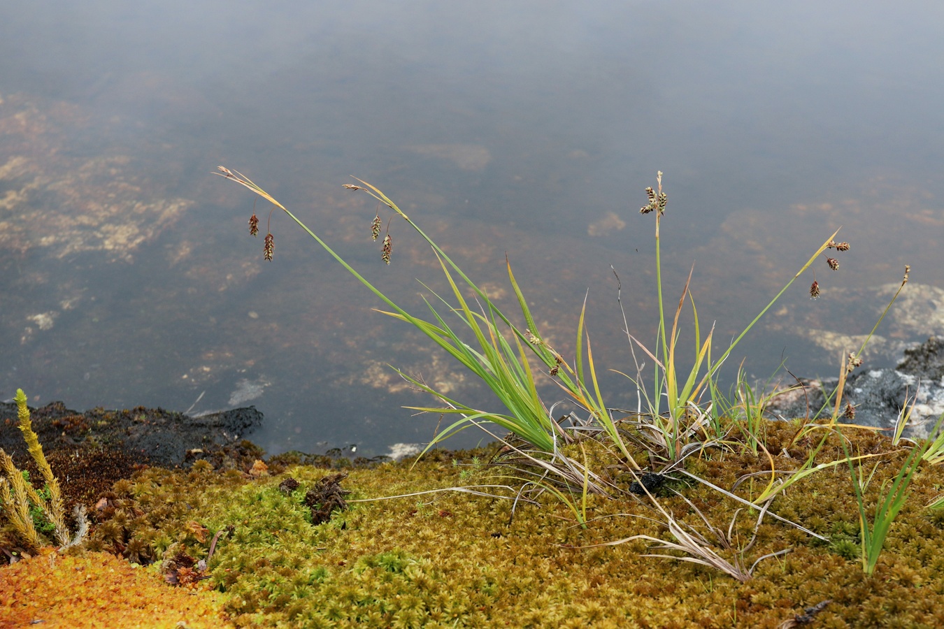 Изображение особи Carex paupercula.