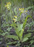 Primula macrocalyx