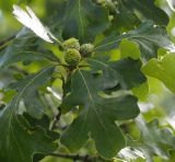 Quercus macrocarpa