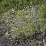 Potentilla kuznetzowii