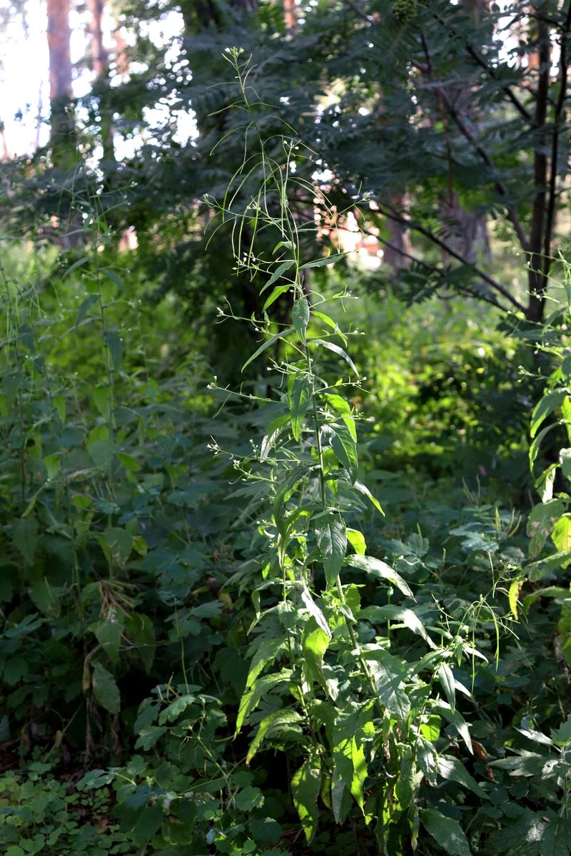 Image of Arabis pendula specimen.