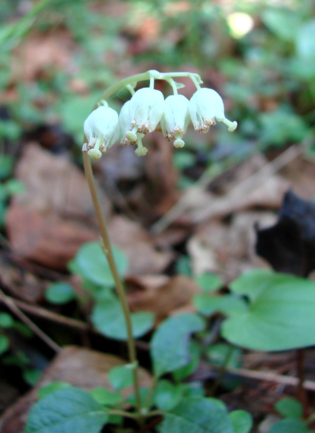 Изображение особи Orthilia obtusata.