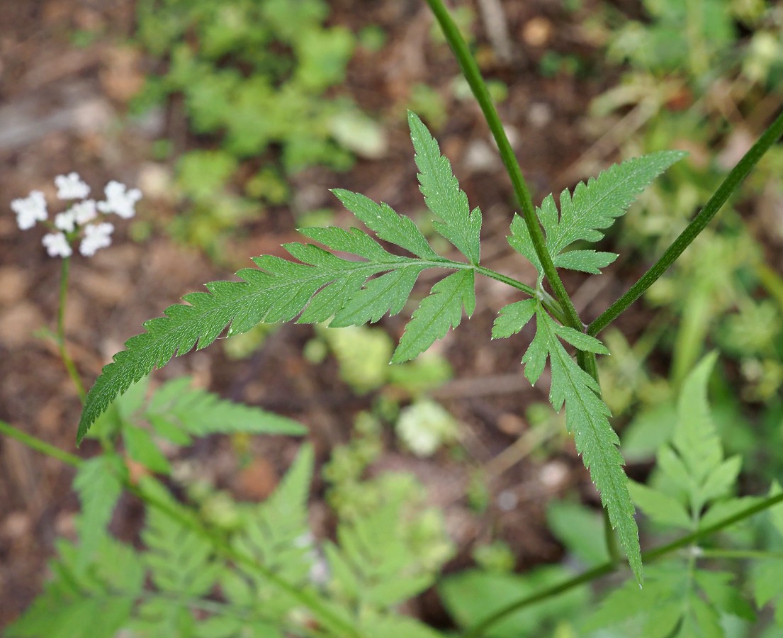 Image of Torilis japonica specimen.