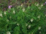 Astragalus uliginosus