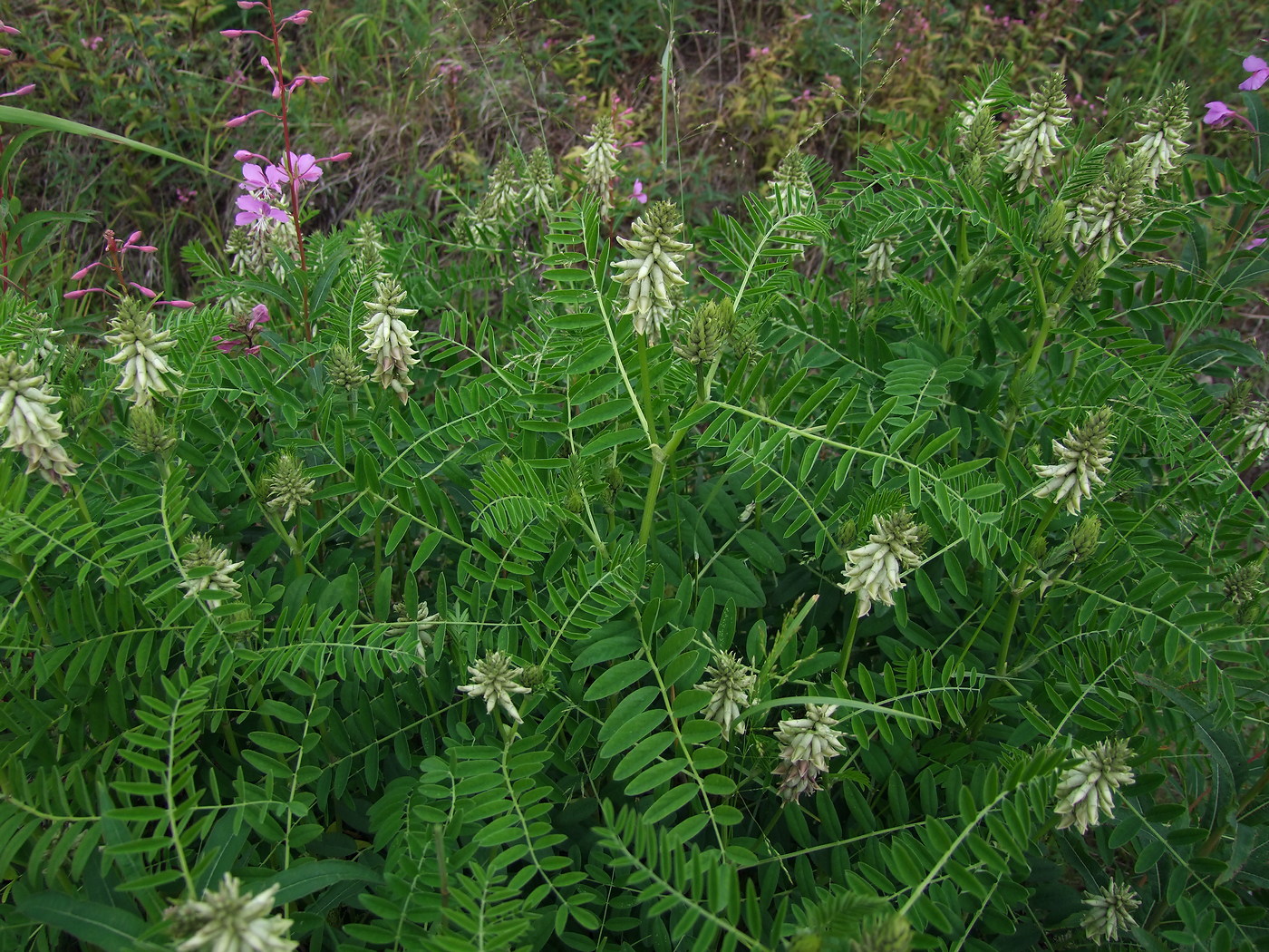 Изображение особи Astragalus uliginosus.