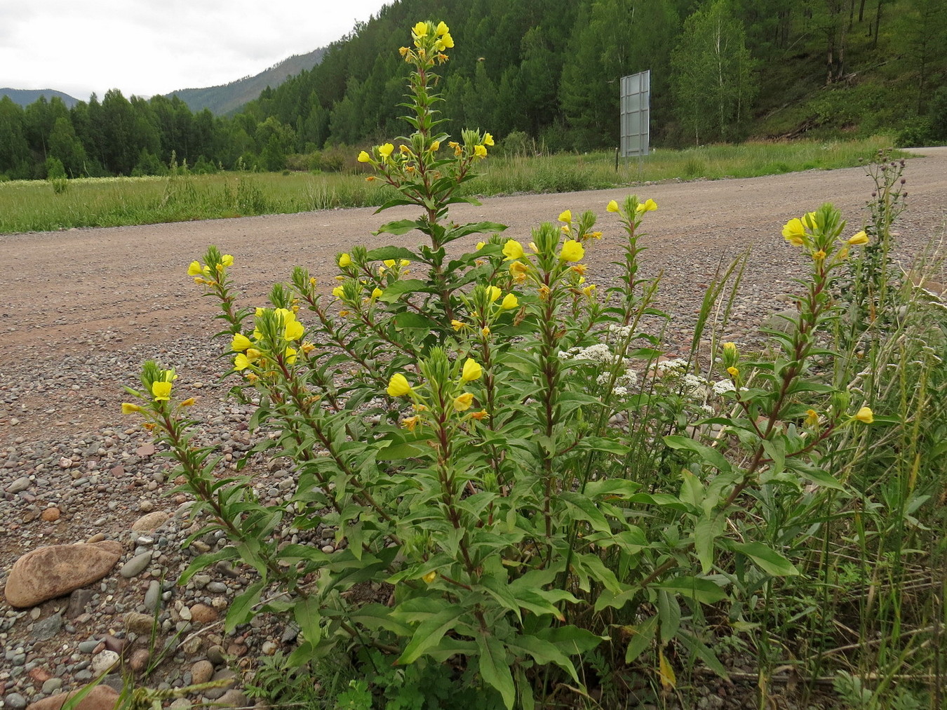 Image of Oenothera rubricaulis specimen.