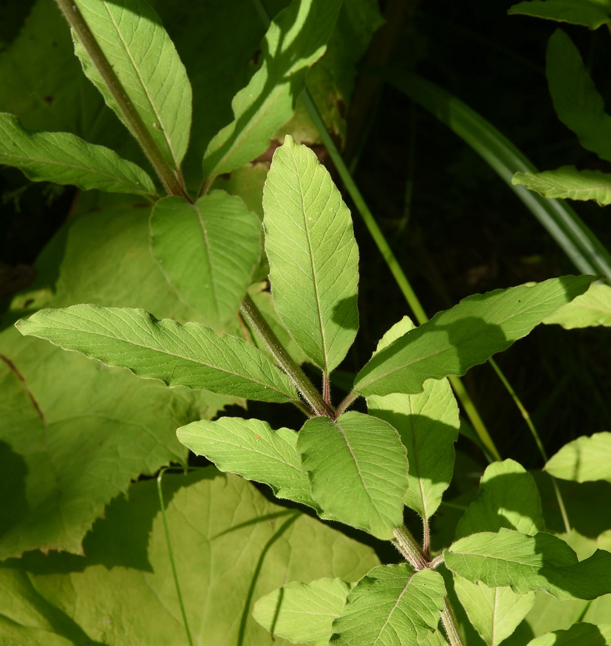 Image of Lysimachia verticillaris specimen.