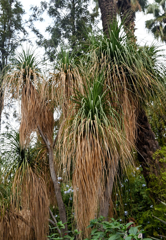 Image of Beaucarnea recurvata specimen.