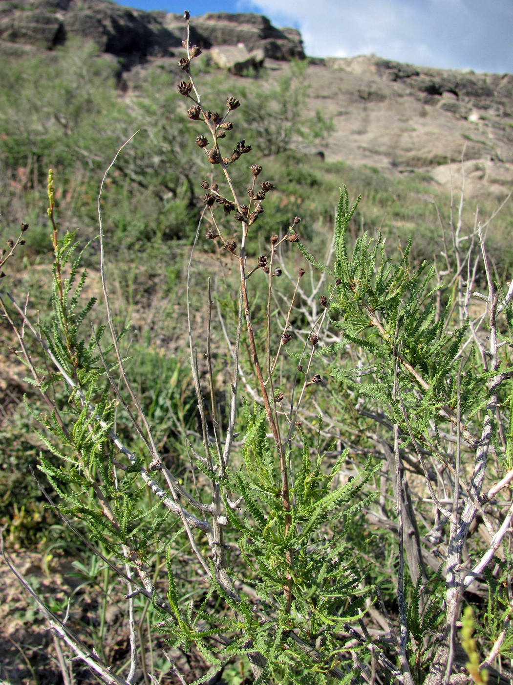 Image of Spiraeanthus schrenkianus specimen.