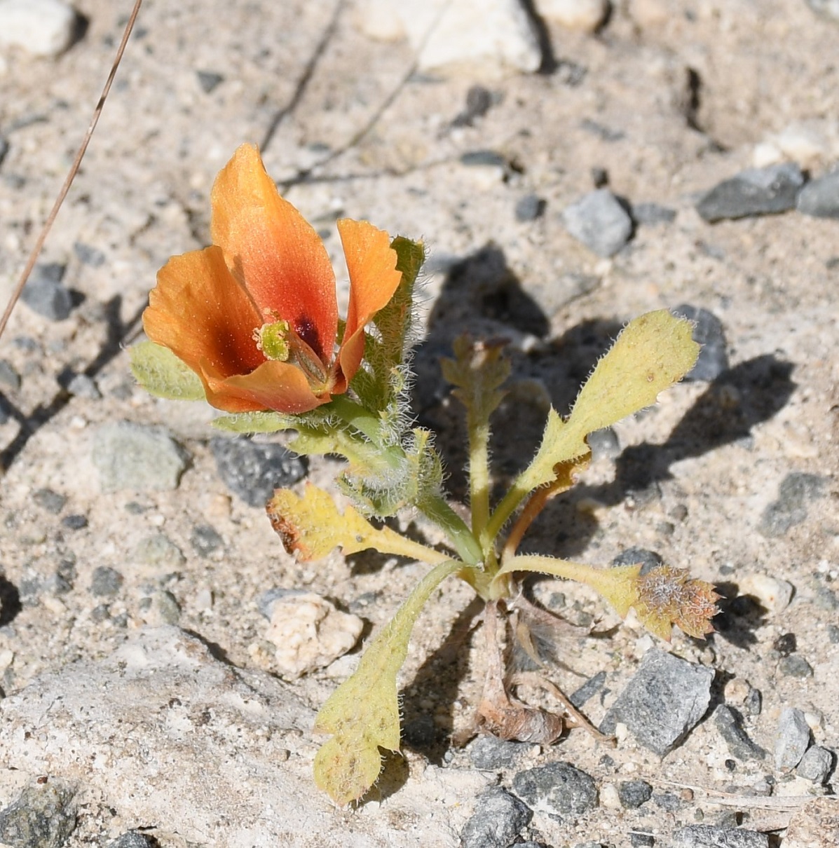 Изображение особи Glaucium corniculatum.