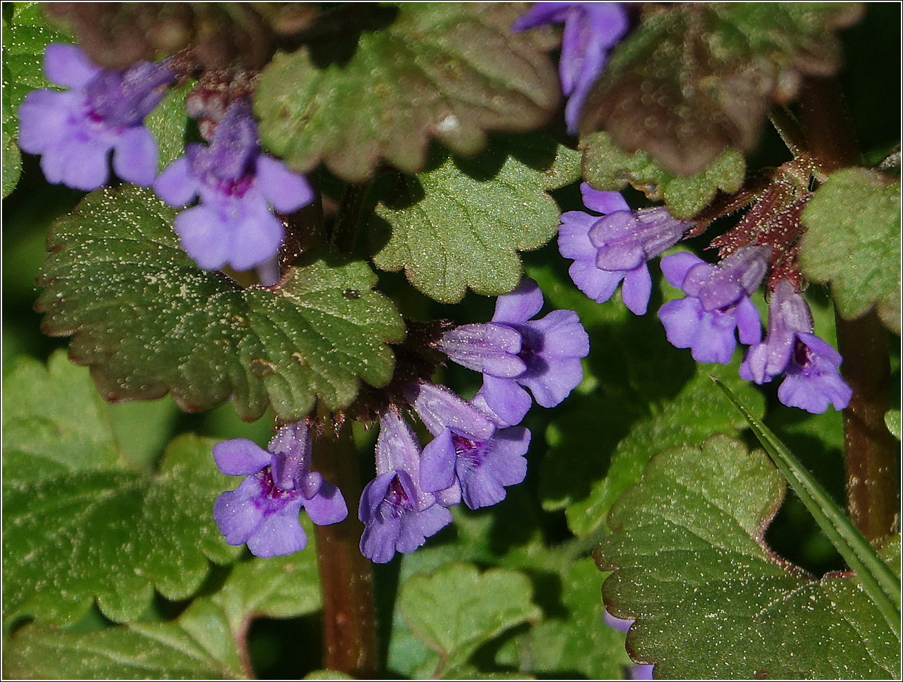 Изображение особи Glechoma hederacea.