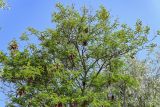 Leucaena leucocephala. Часть кроны плодоносящего дерева. Египет, мухафаза Александрия, г. Александрия, в культуре. 02.05.2023.