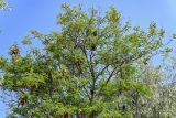 Leucaena leucocephala