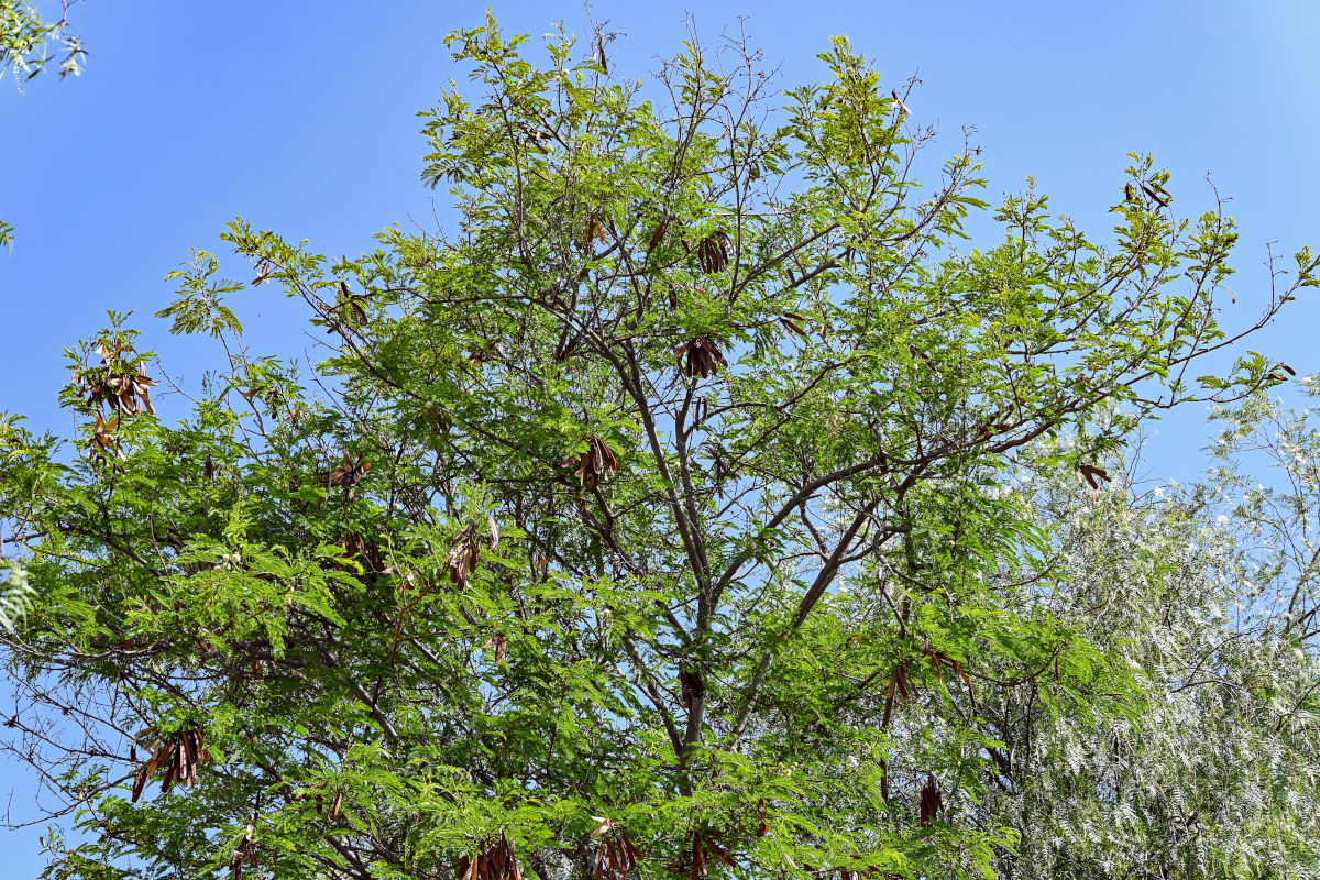 Image of Leucaena leucocephala specimen.