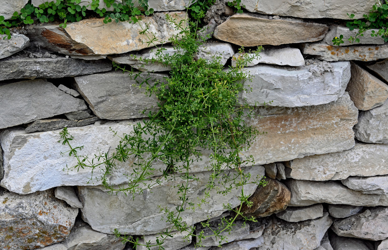 Изображение особи Galium aparine.