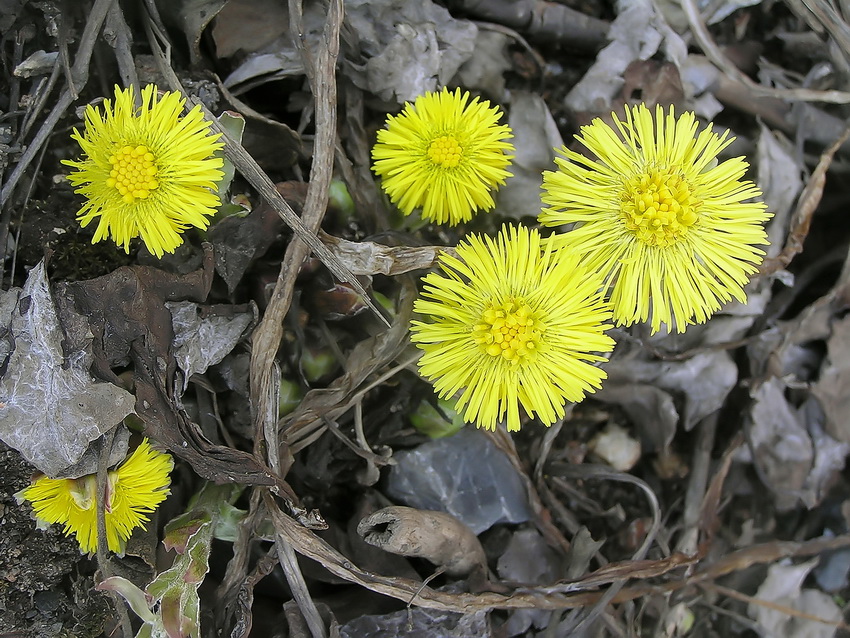 Изображение особи Tussilago farfara.
