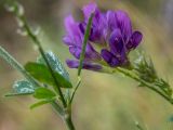 Medicago sativa