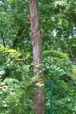 genus Diospyros