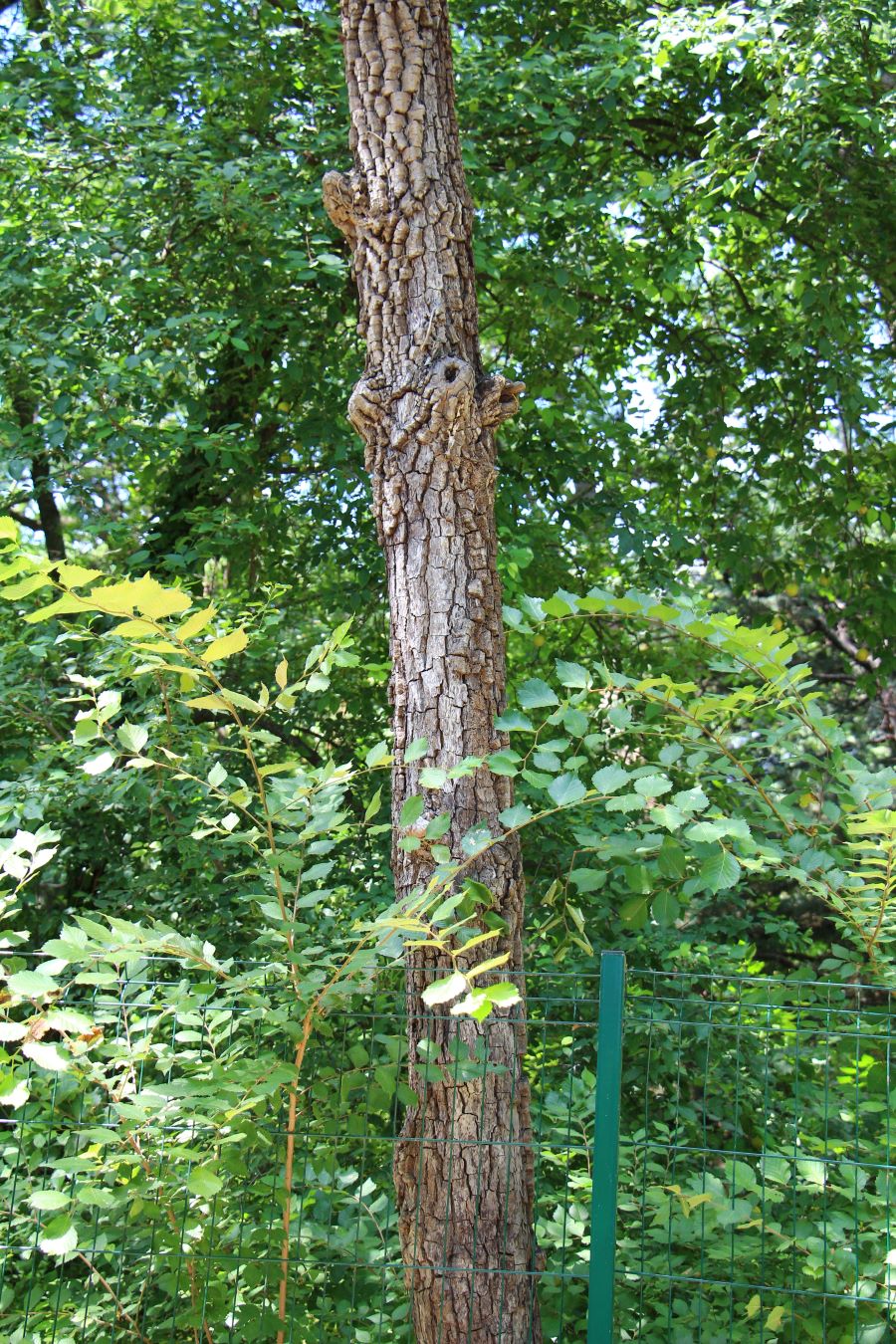 Image of genus Diospyros specimen.