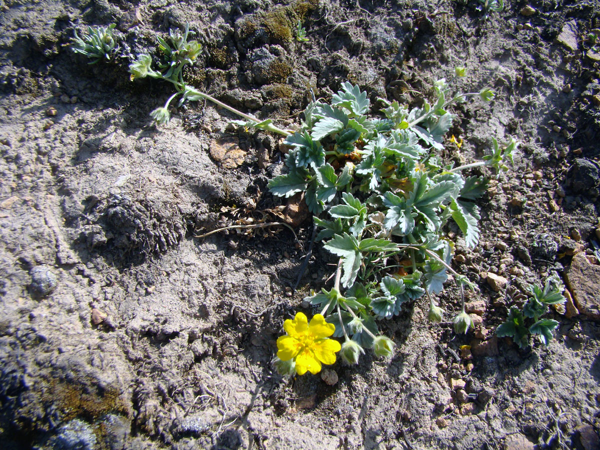 Изображение особи Potentilla tephroleuca.