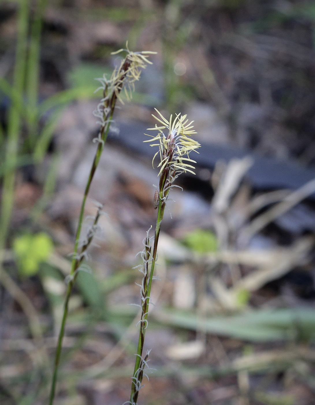 Изображение особи Carex digitata.