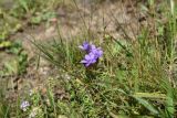 Gentianella biebersteinii