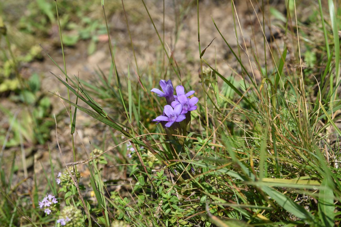 Изображение особи Gentianella biebersteinii.