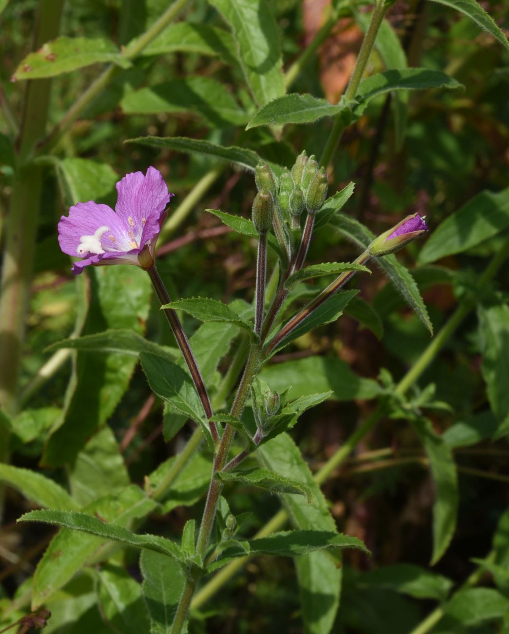 Image of Epilobium hirsutum specimen.