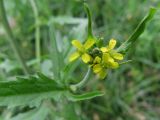 Sisymbrium officinale. Верхушка растения с соцветием. Московская обл., Одинцовский р-н, г. Кубинка, пустырь. 31.05.2010.