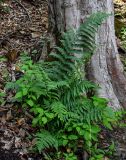 Dryopteris filix-mas. Спороносящее растение в сообществе с Impatiens noli-tangere. Армения, обл. Тавуш, Дилижанский национальный парк, берег оз. Парз, ≈ 1300 м н.у.м., опушка букового леса. 22.06.2022.