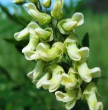 Sophora flavescens