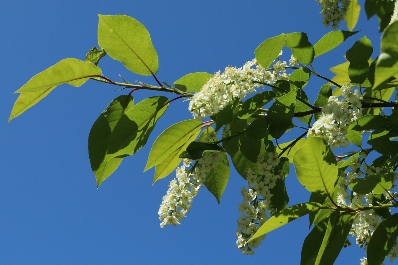 Изображение особи Padus virginiana.