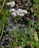 Achillea nobilis. Верхушка цветущего растения. Оренбургская обл., Кувандыкский гор. округ, заповедник \"Шайтан-Тау\", долина р. Сакмара, подножие лугового склона. 05.07.2023.