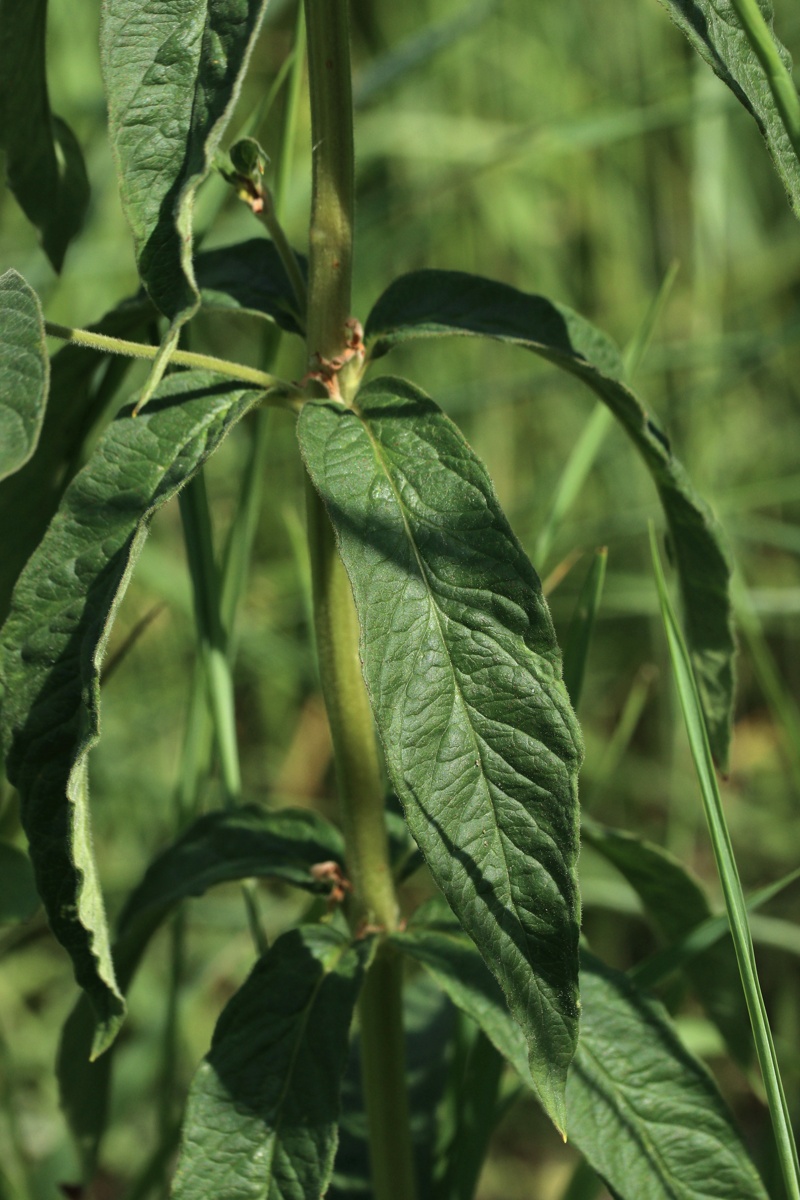 Image of Lysimachia vulgaris specimen.