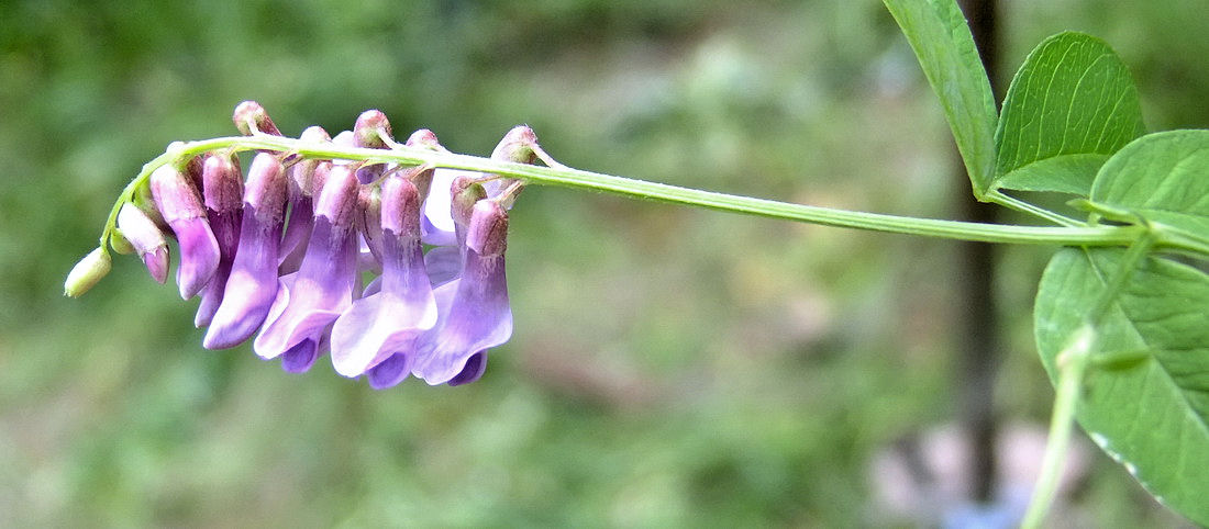 Изображение особи Vicia ramuliflora.