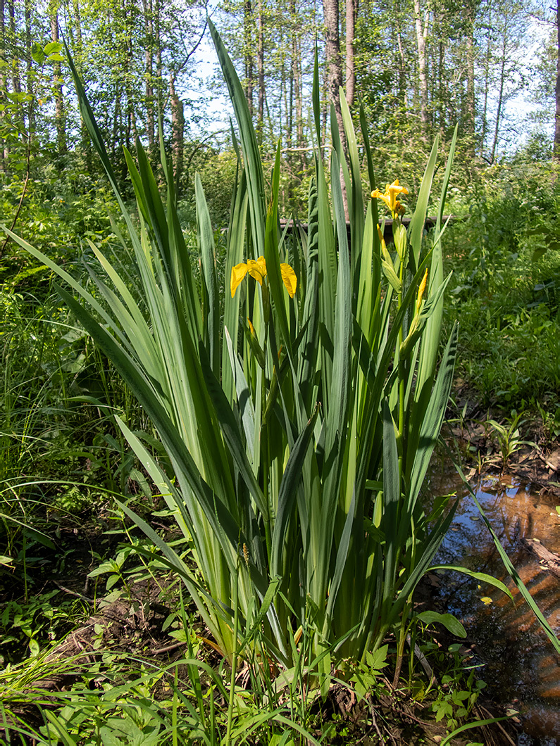 Изображение особи Iris pseudacorus.