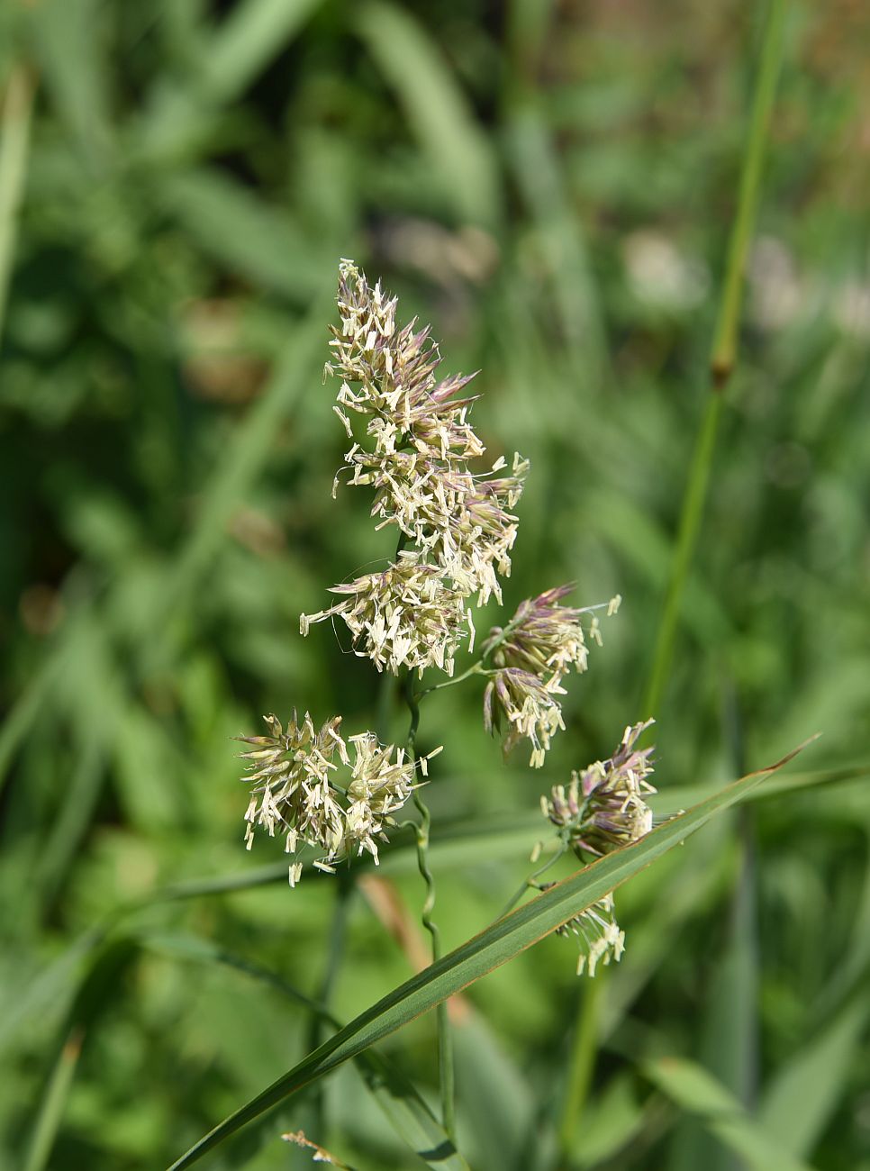 Image of Dactylis glomerata specimen.