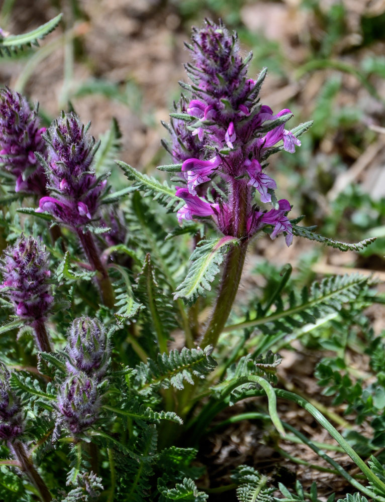 Изображение особи Pedicularis violascens.