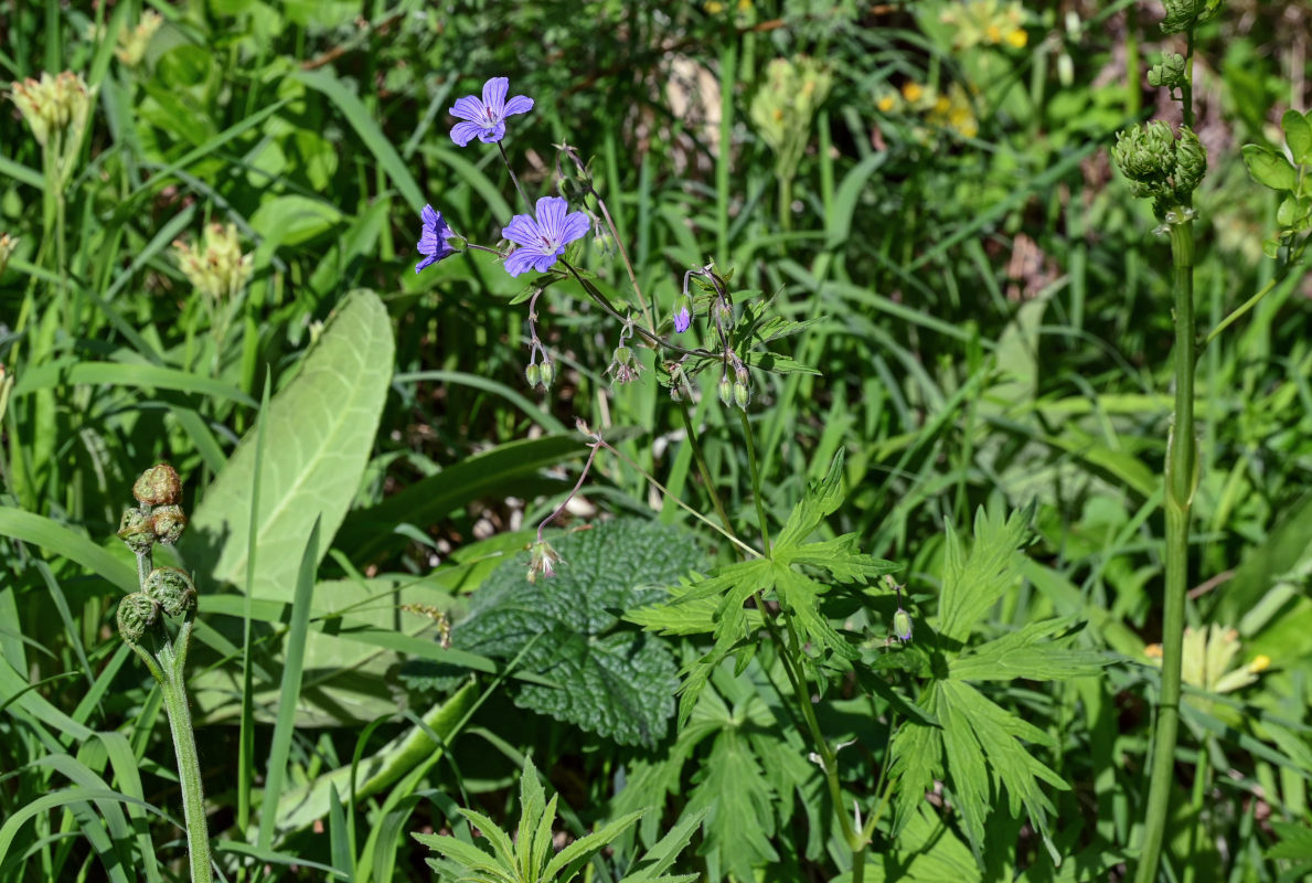 Изображение особи Geranium pseudosibiricum.