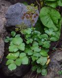 Ligusticum scoticum. Плодоносящее растение. Курильские о-ва, о-в Итуруп, окр. г. Курильск, у подножия скалы. 22.08.2023.