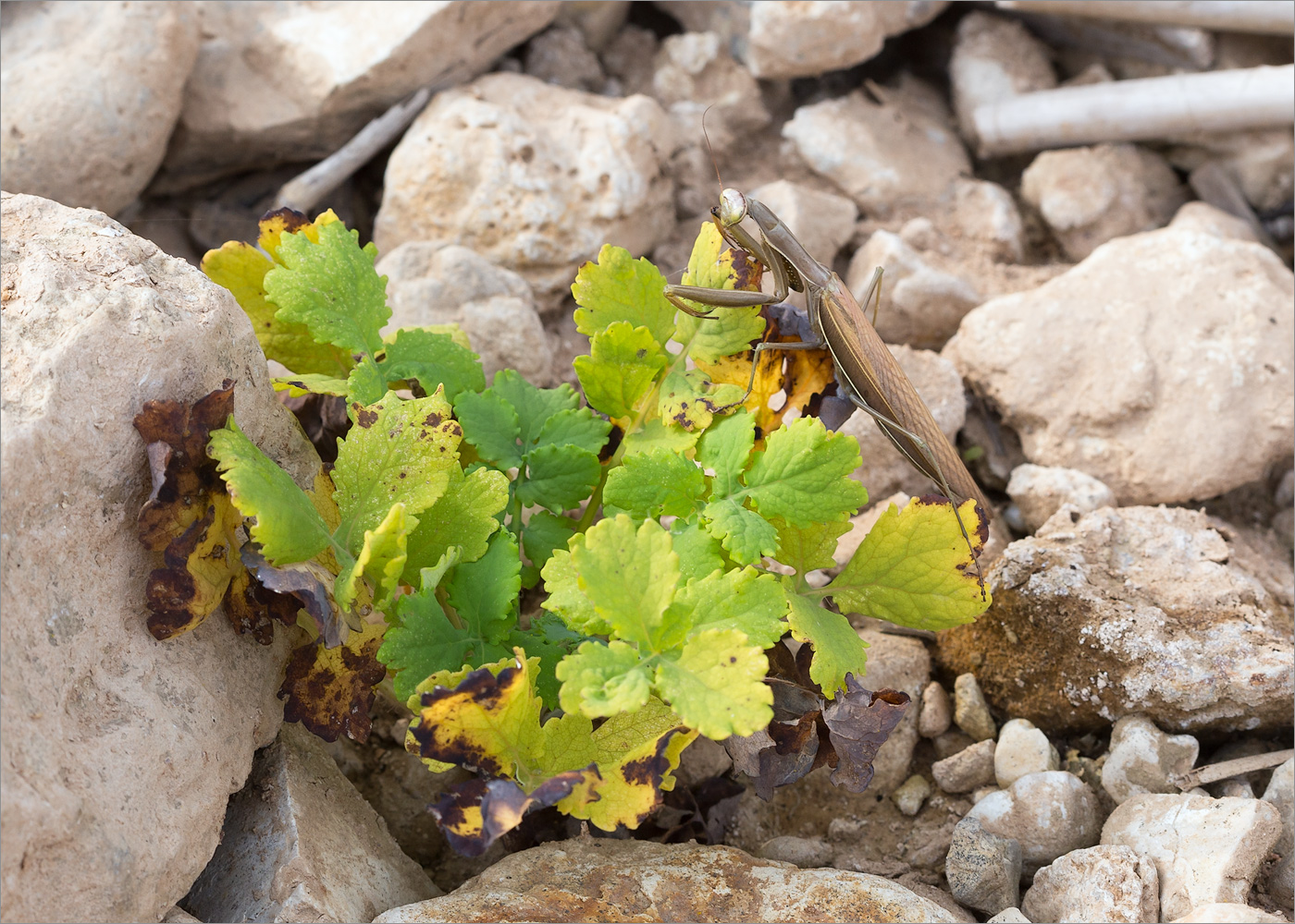 Image of Chelidonium majus specimen.